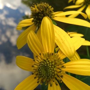 Sunshine Flower